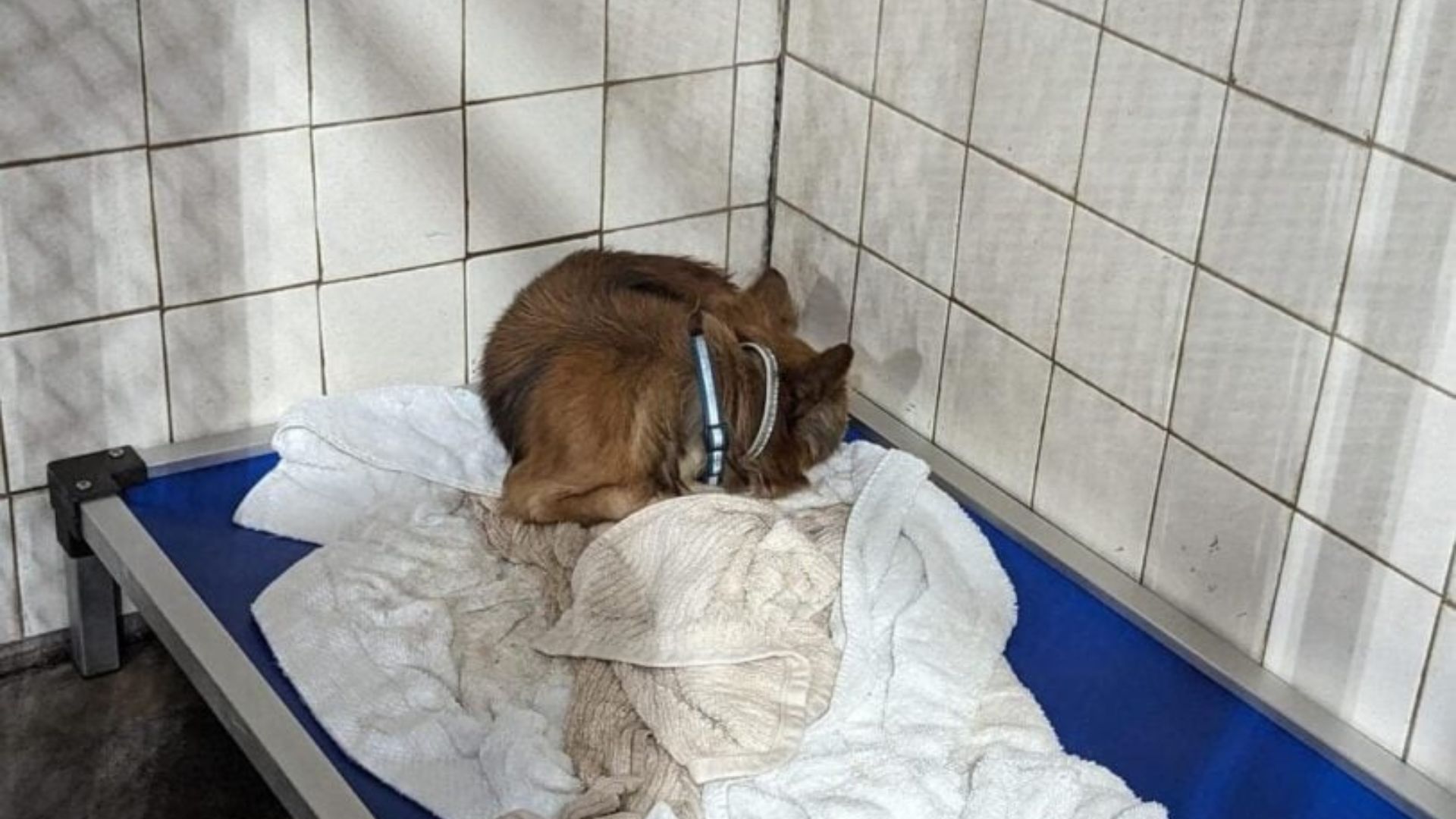 Illinois Family Was Stunned By Their Foster Dog’s Diagnosis, So They Rushed To Save Him