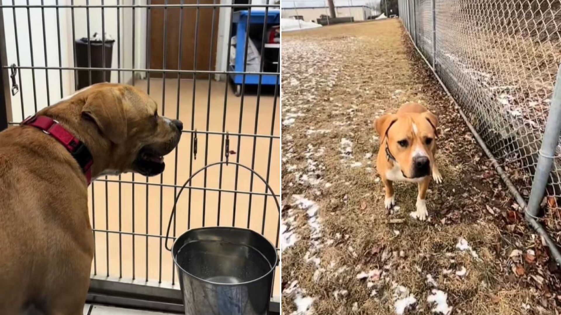 pup left behind in a shelter