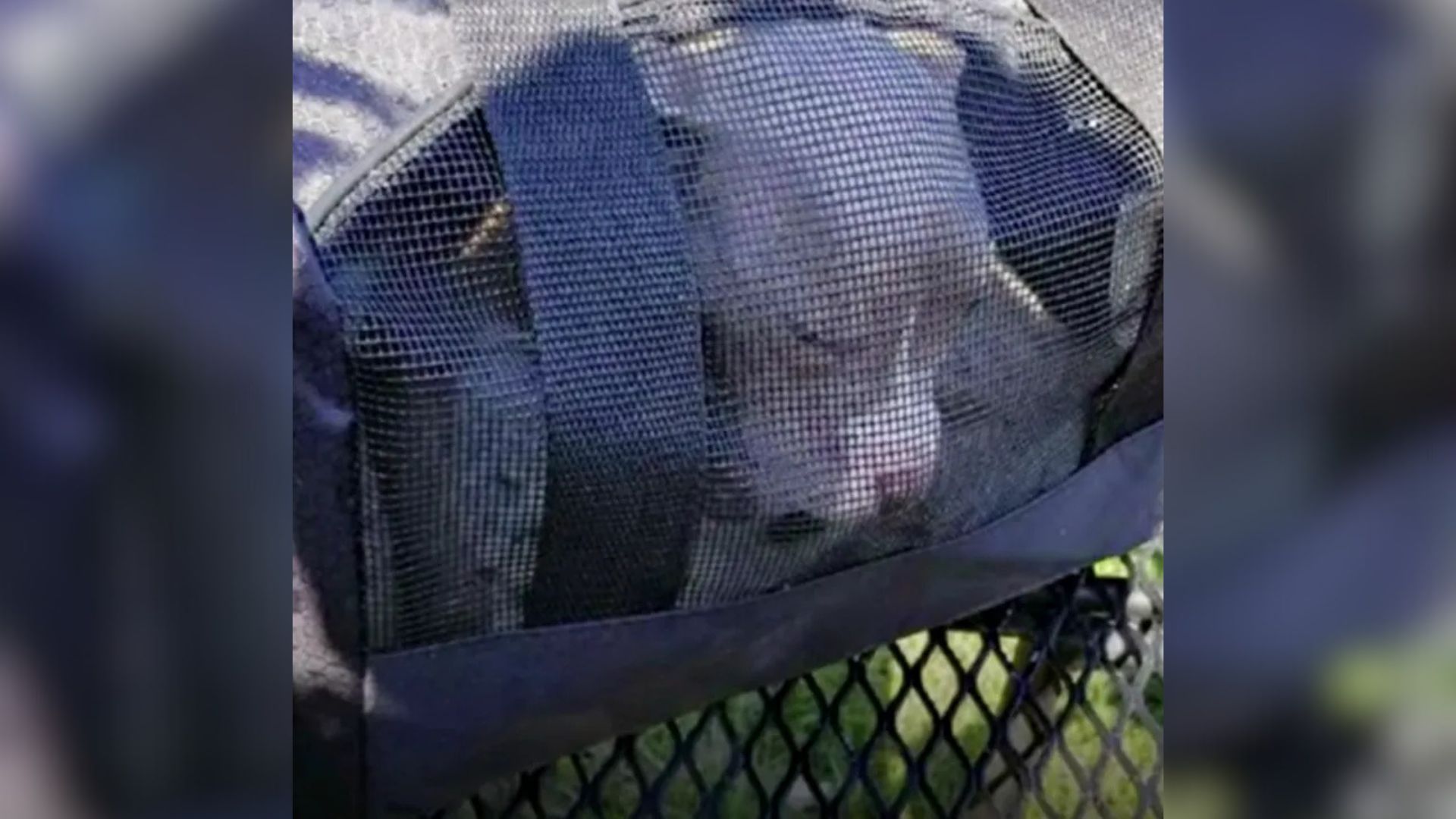In Kentucky’s Woods, A Helpless Puppy Was Left Behind With No Way Out