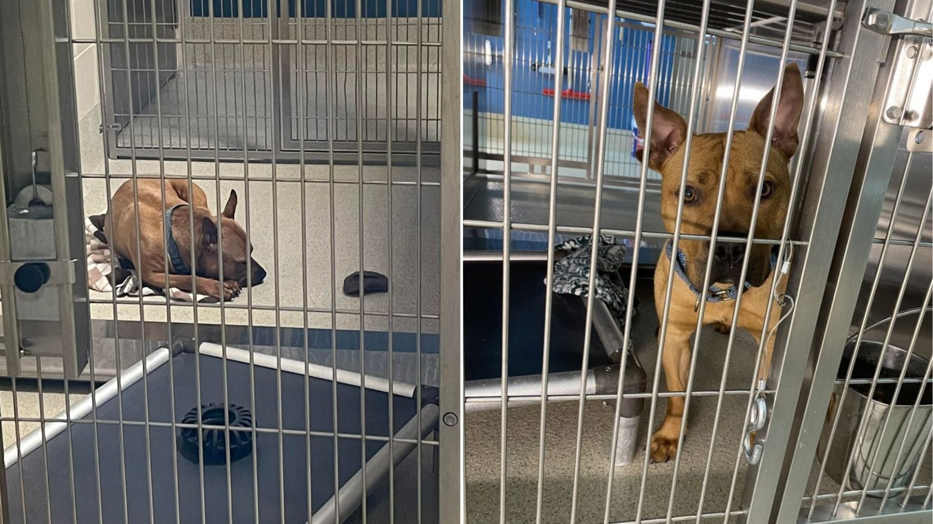 lonely shelter dog