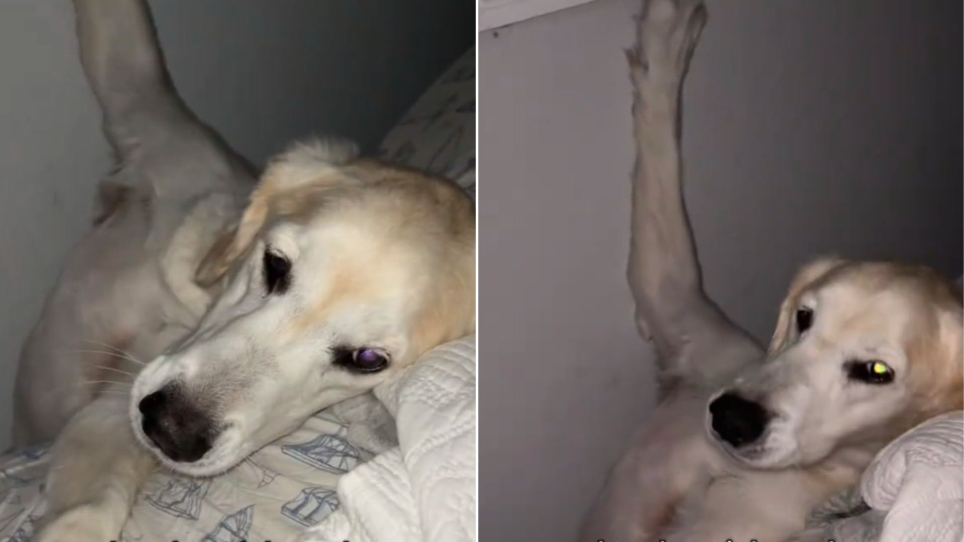 dog laying down