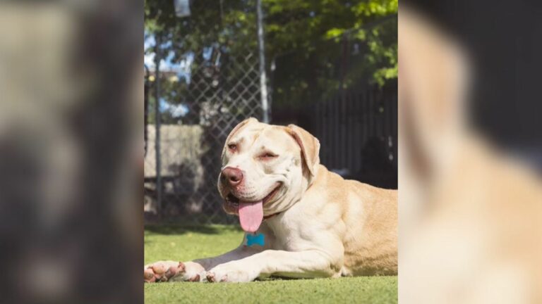 shelter dog