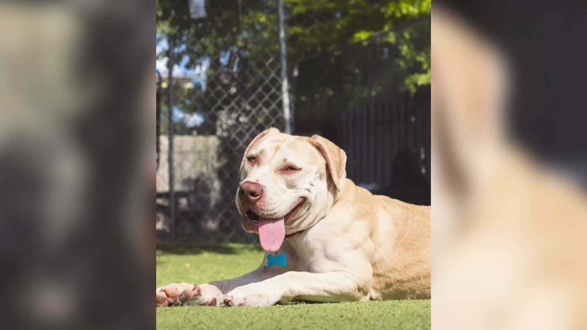 shelter dog