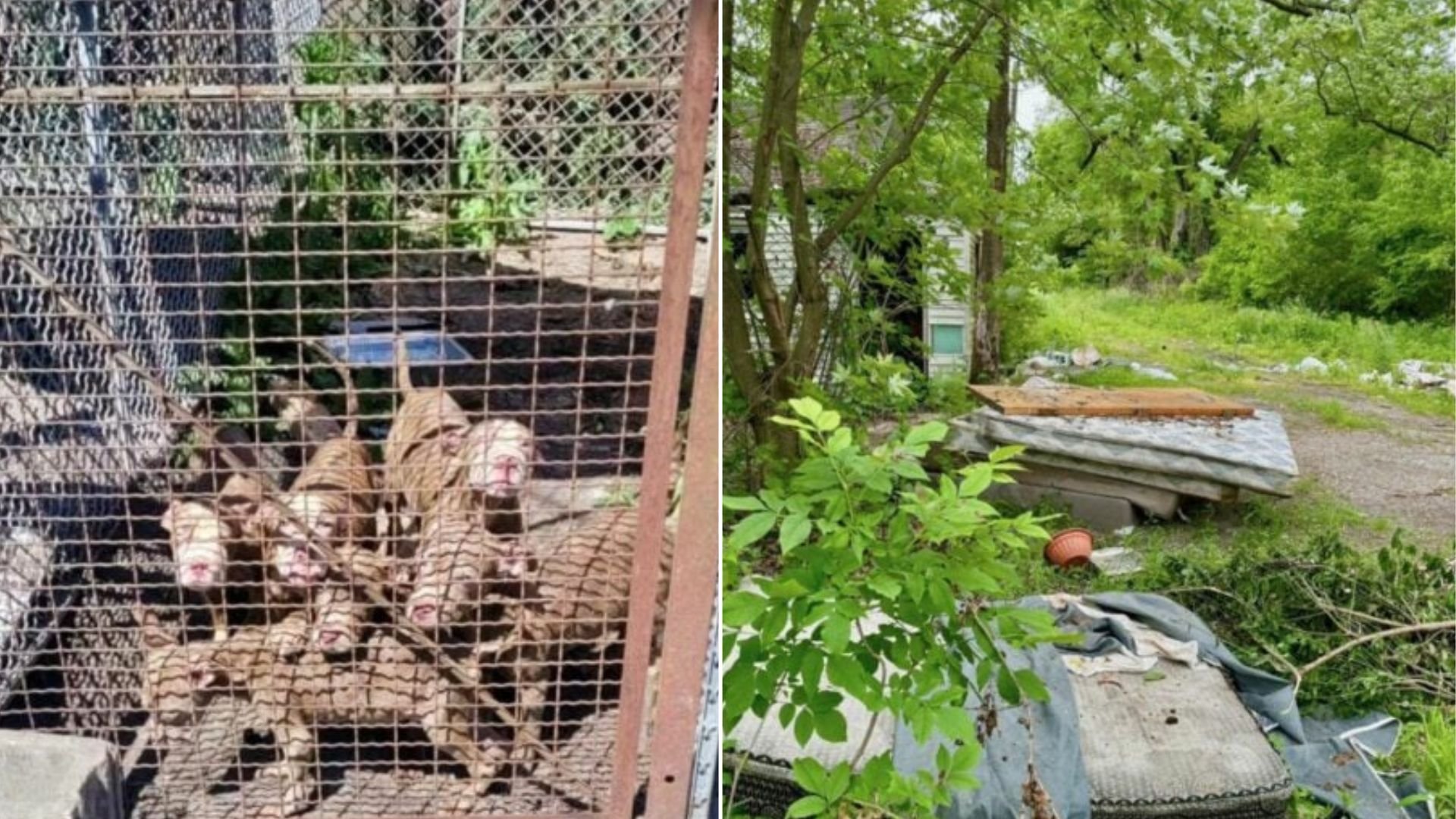 Indiana Resident Was Devastated When He Found Starving Puppies Left On Pile Of Mattresses