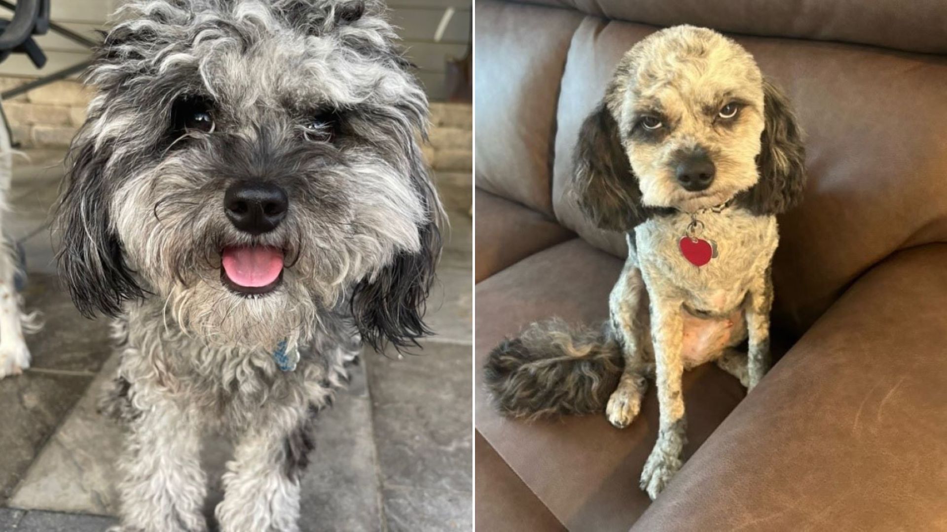 shaved dog