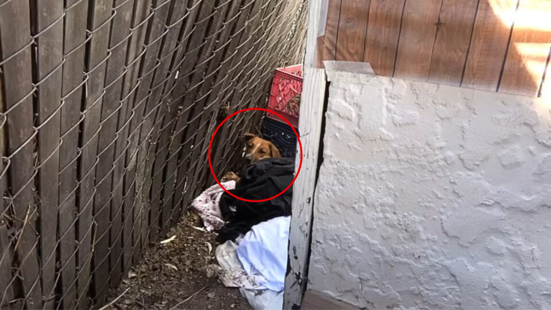 Injured Dog Drags Himself Into A California Neighborhood, Begging For Kindness