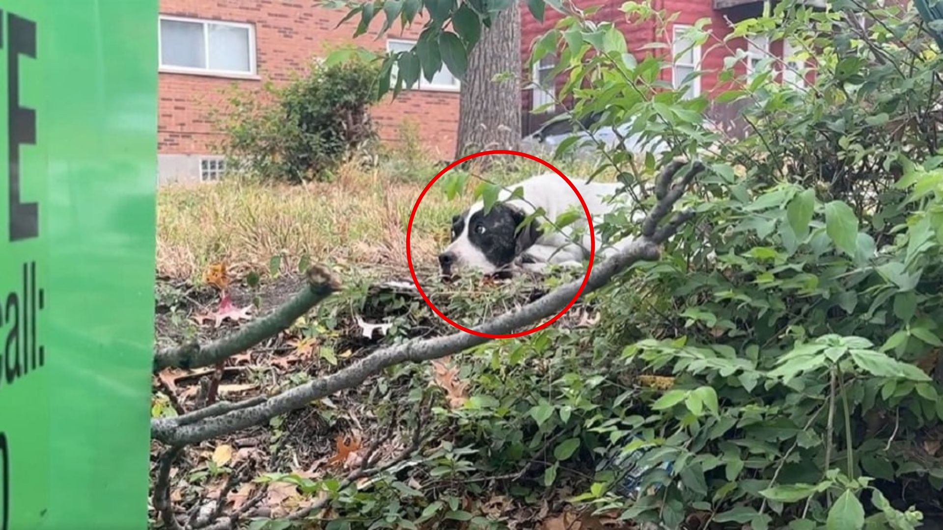 dog hiding