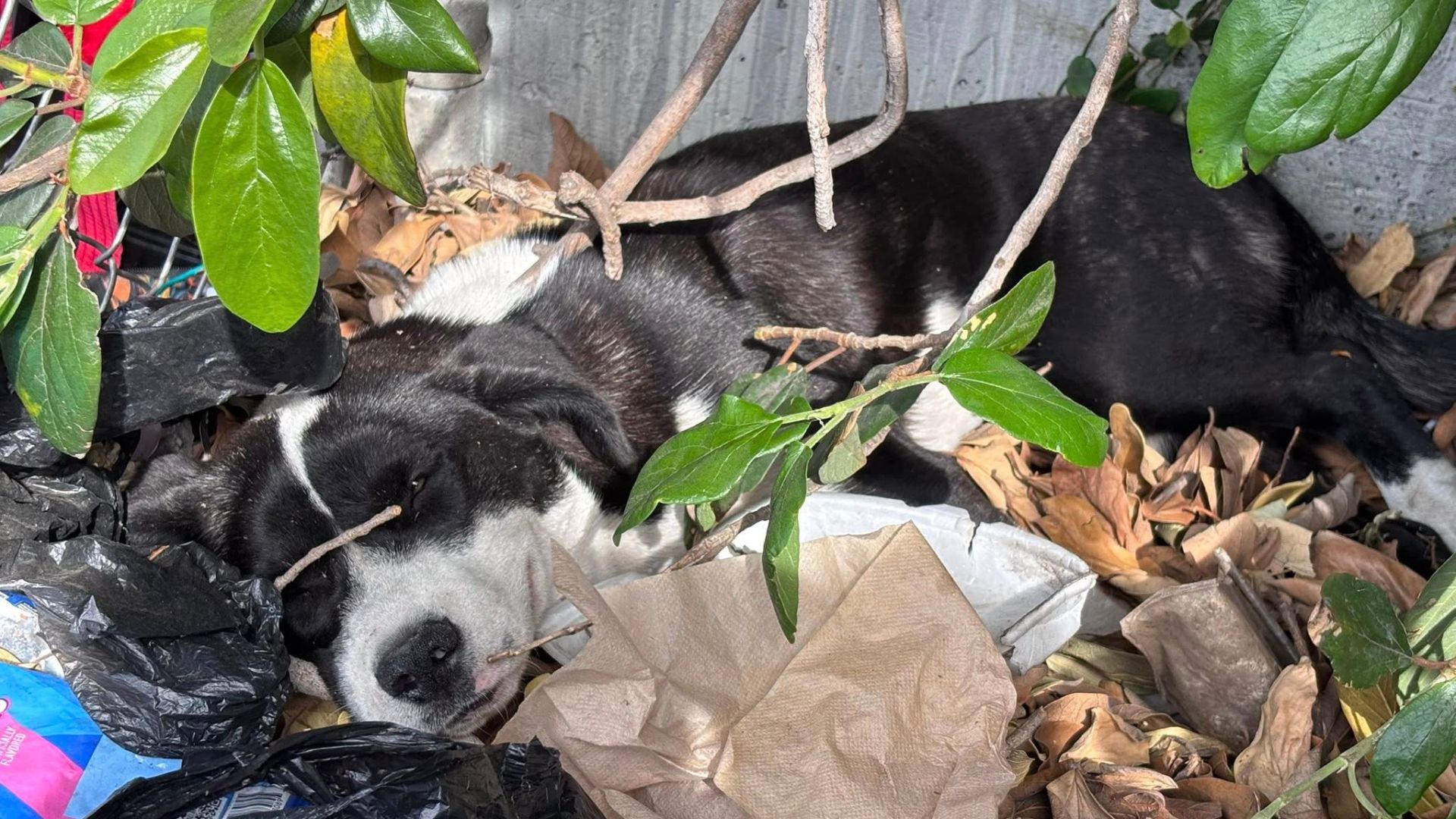 Injured Puppy Found Hiding In Bushes Leaves California Rescuers Heartbroken When They Learn The Truth
