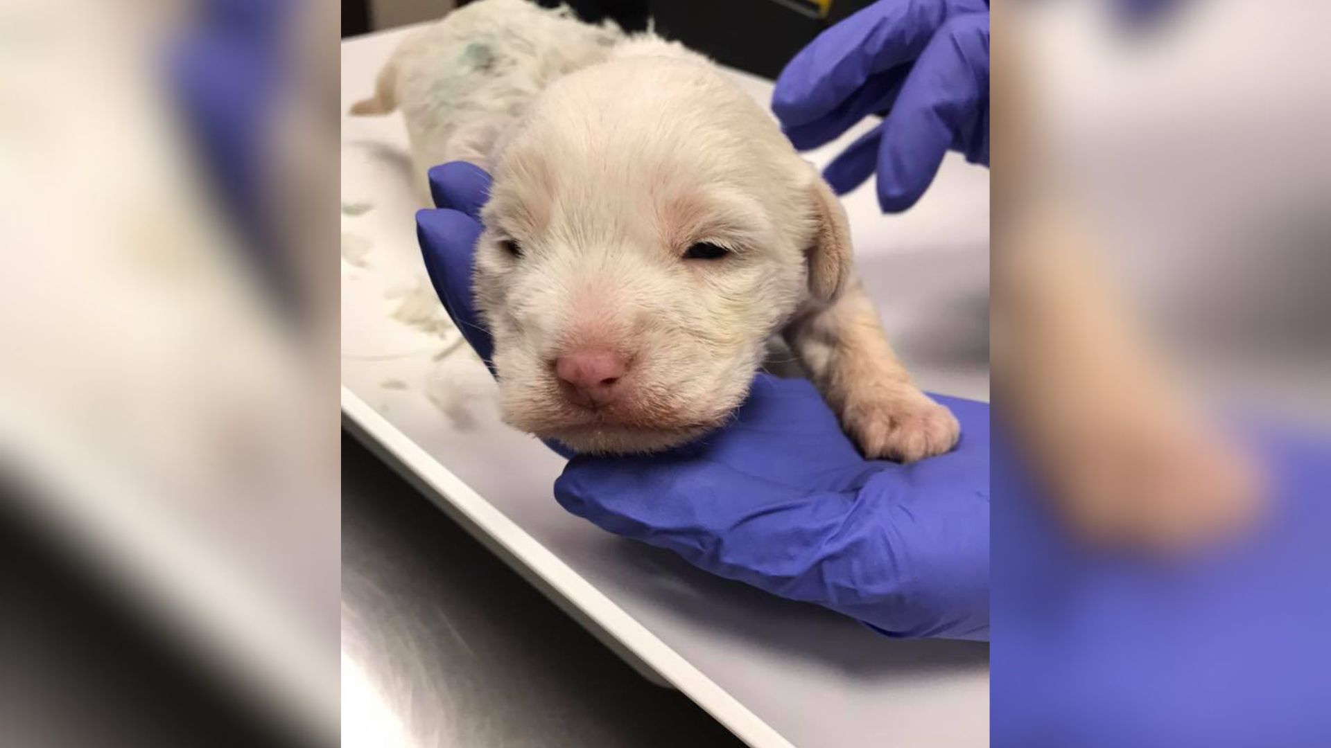 tiny puppy vet exam