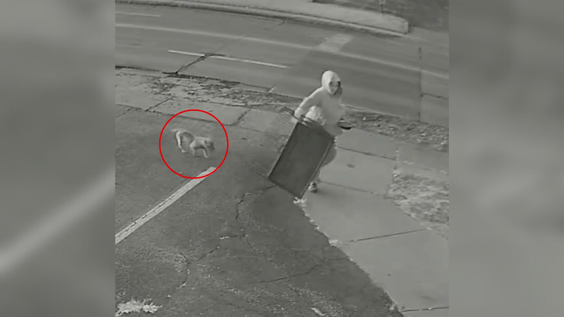 woman abandoning dog