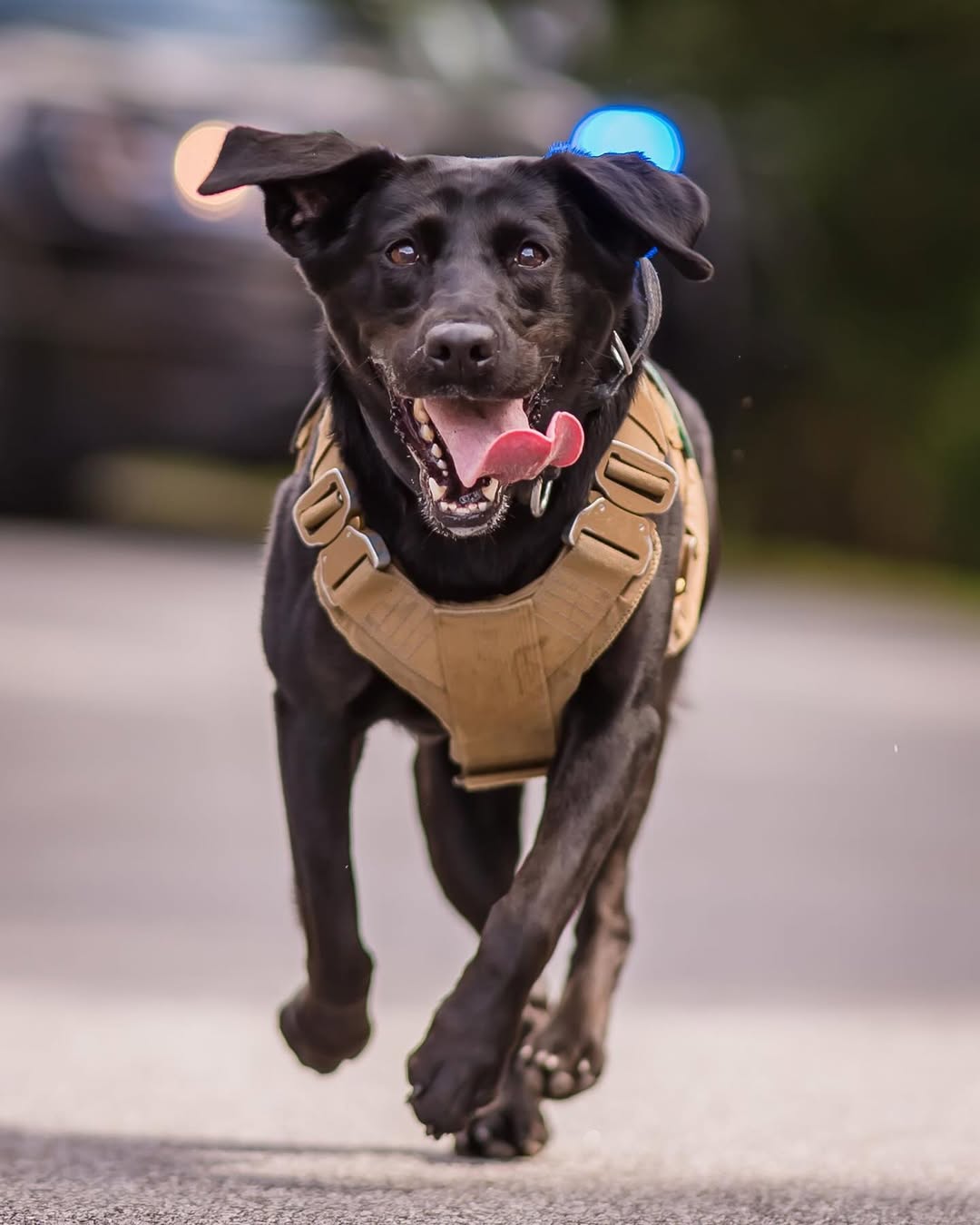 K-9 dog running