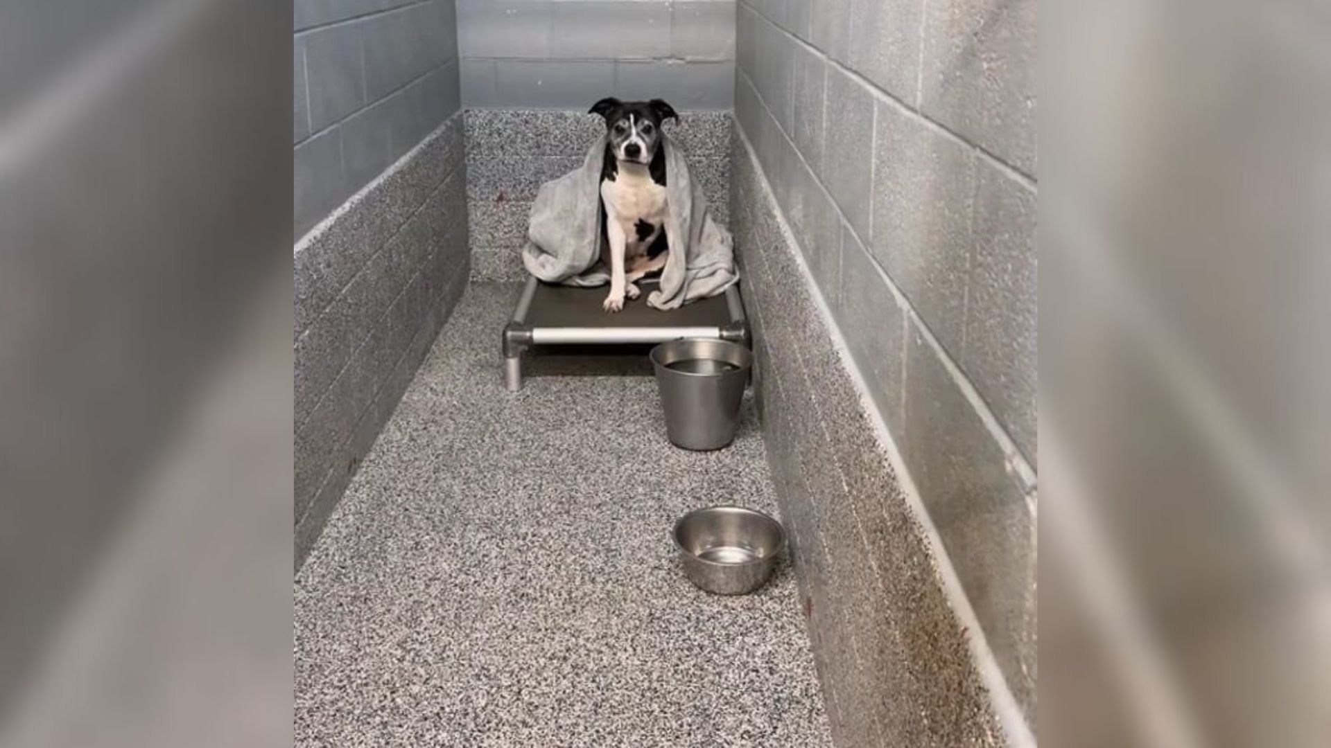 Kansas Senior Dog Overlooked For A Year Lights Up When Someone Stops To Visit