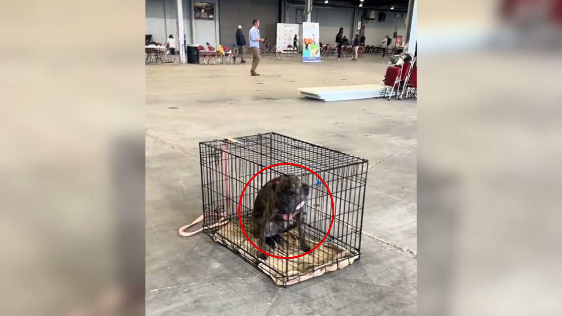 Kentucky Dog Returned Twice Watched Sadly As Everyone Passed Her By At Adoption Event