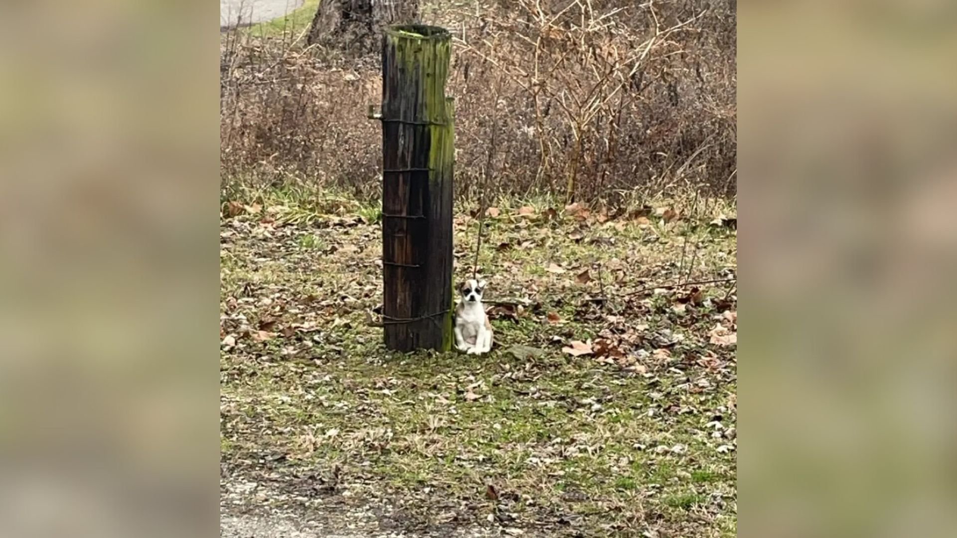 Kentucky Driver Glances Out The Window And Spots A Small Creature Tied To A Tree