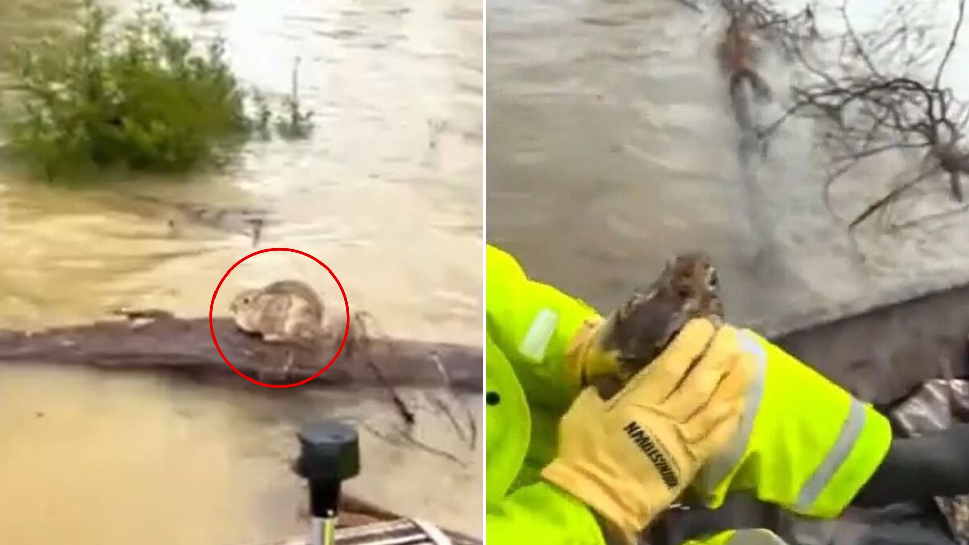 stranded animal