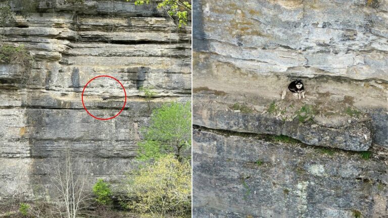 dog on cliffside