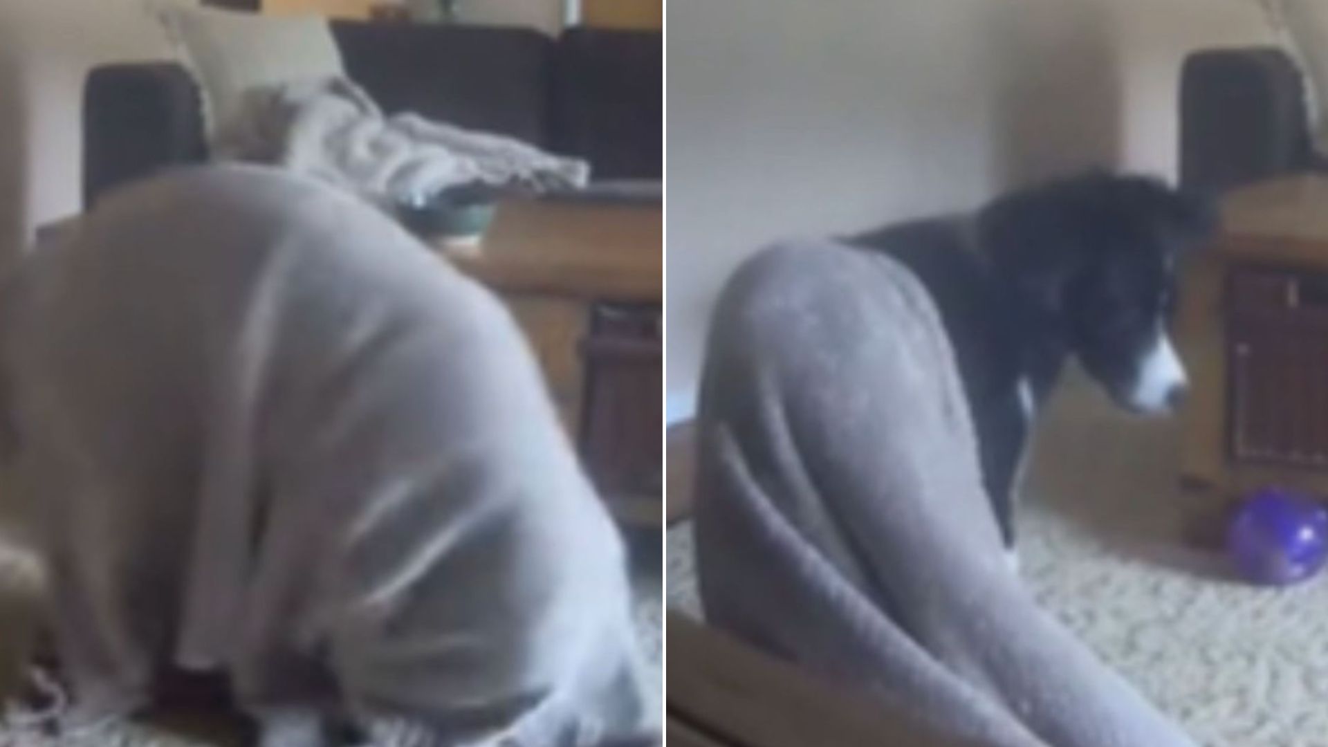 dog on camera