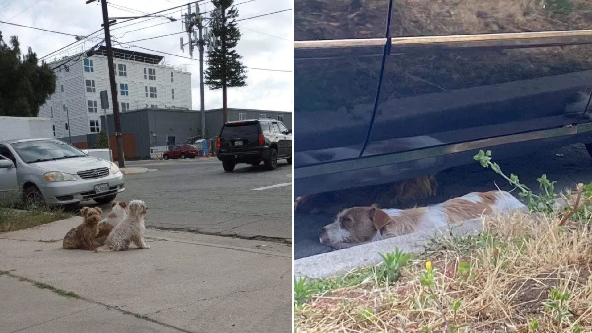 Left On The Streets Of California, Three Pups Cling To Each Other For Comfort