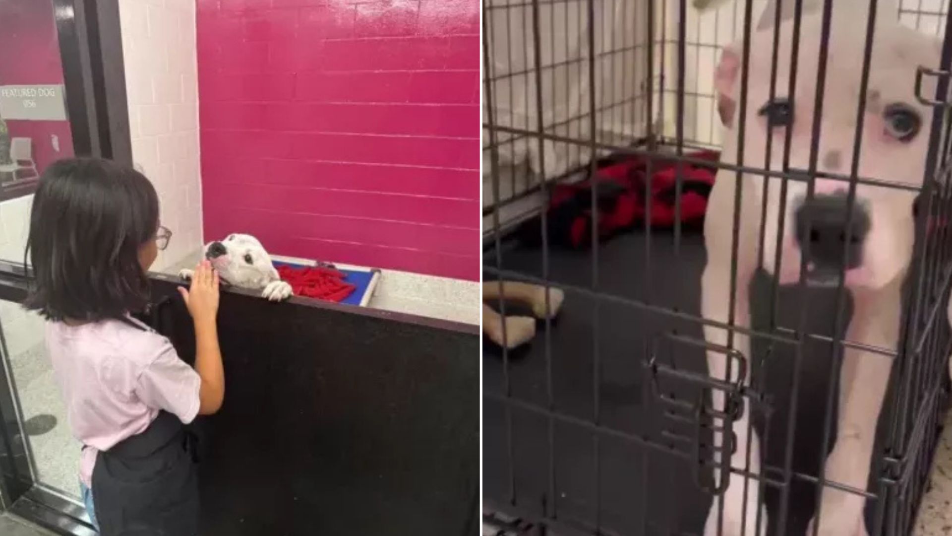 Little Girl Refuses To Leave Georgia Shelter Until Euthanasia-Listed Dog Gets A Second Chance