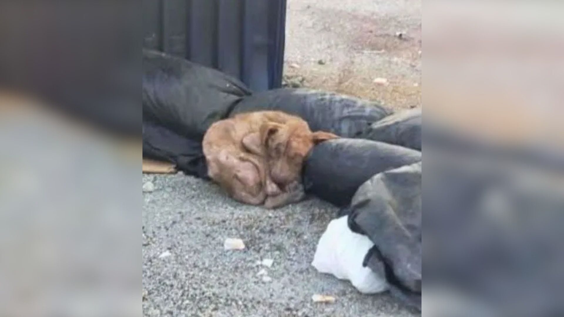 dog in trash