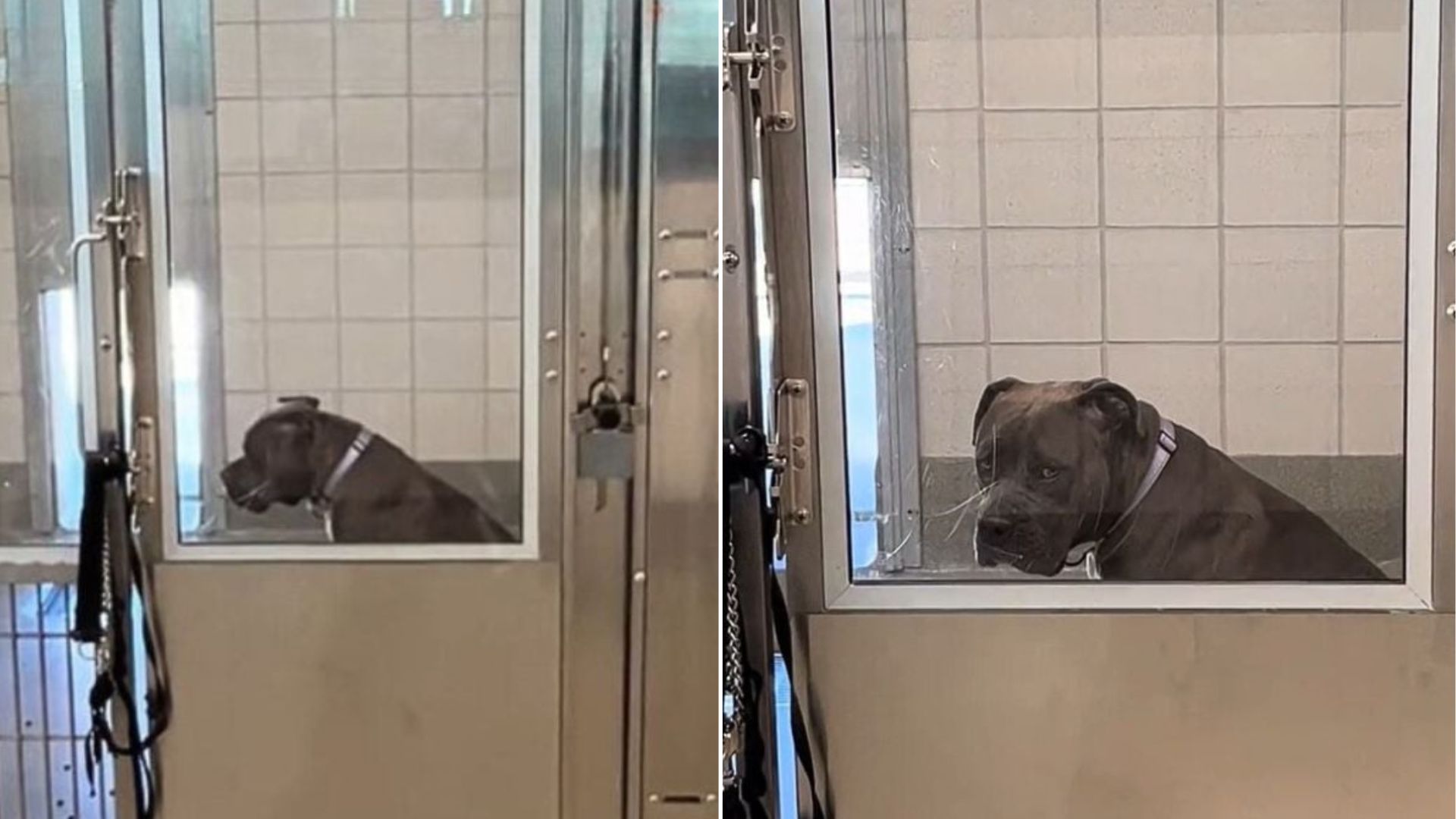 lonely dog