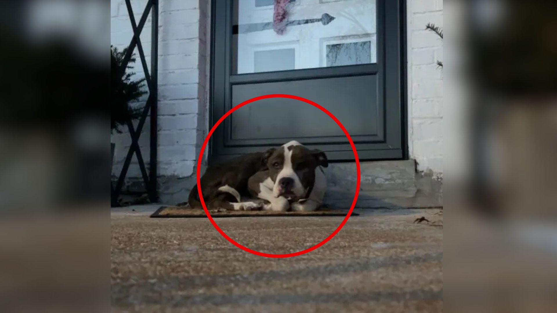 Lonely Missouri Dog Stumbles Upon A Stranger’s Porch And Curls Up On A Doormat, Hoping For Help