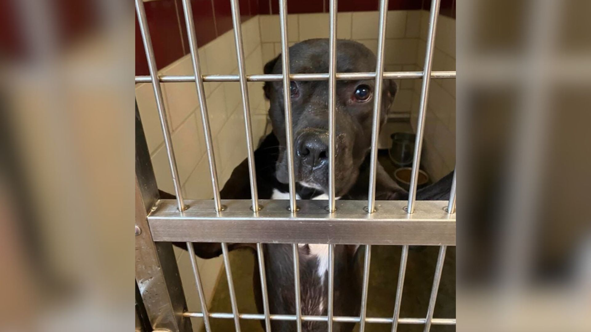pup in shelter