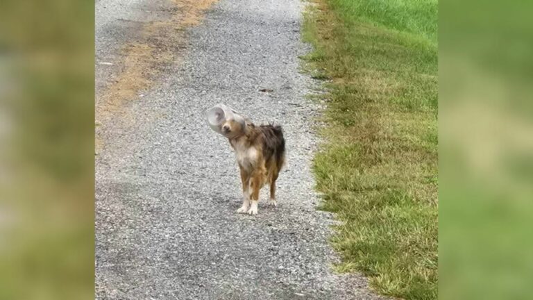 lonely stray dog