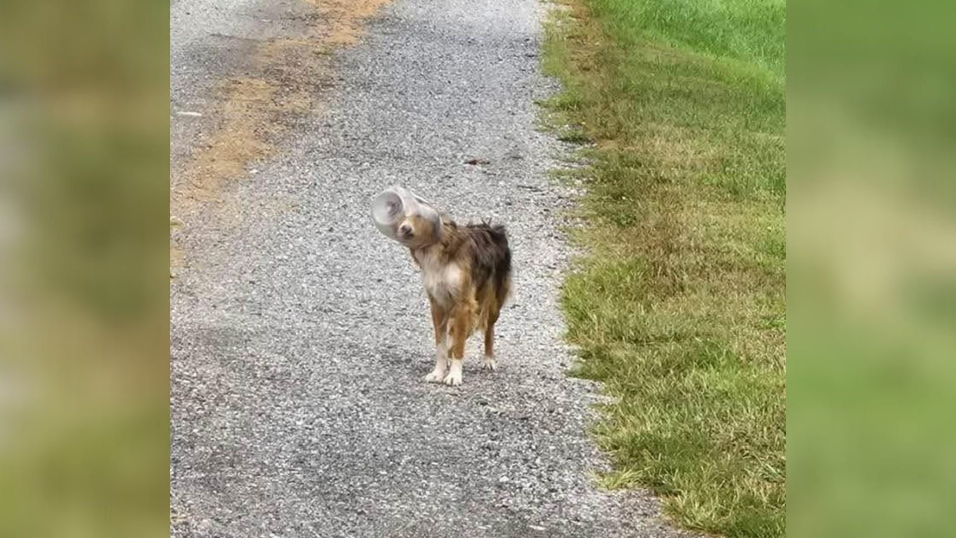 lonely stray dog