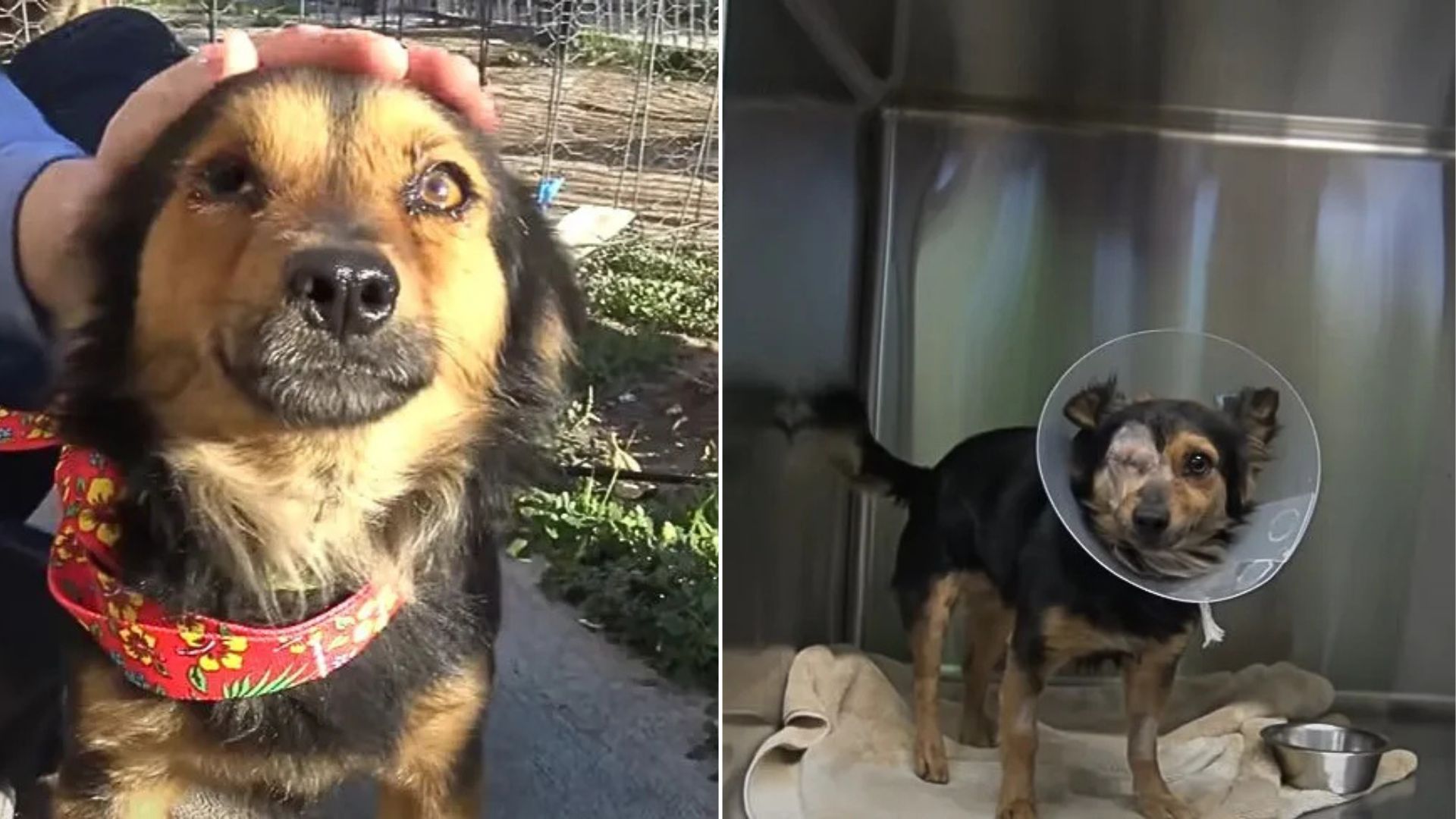 scared dog