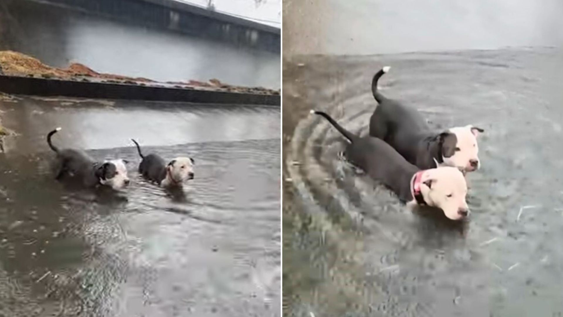 Louisiana Rescuers Rush To Save Two Pit Bulls Found Trapped In Canal