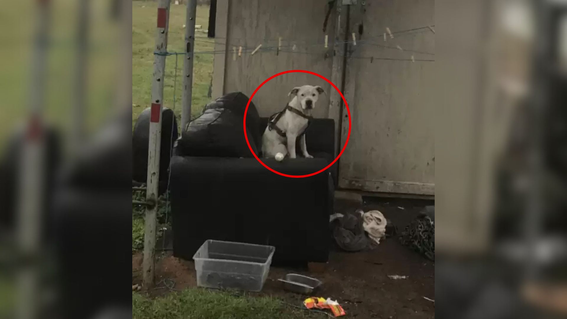abandoned dog