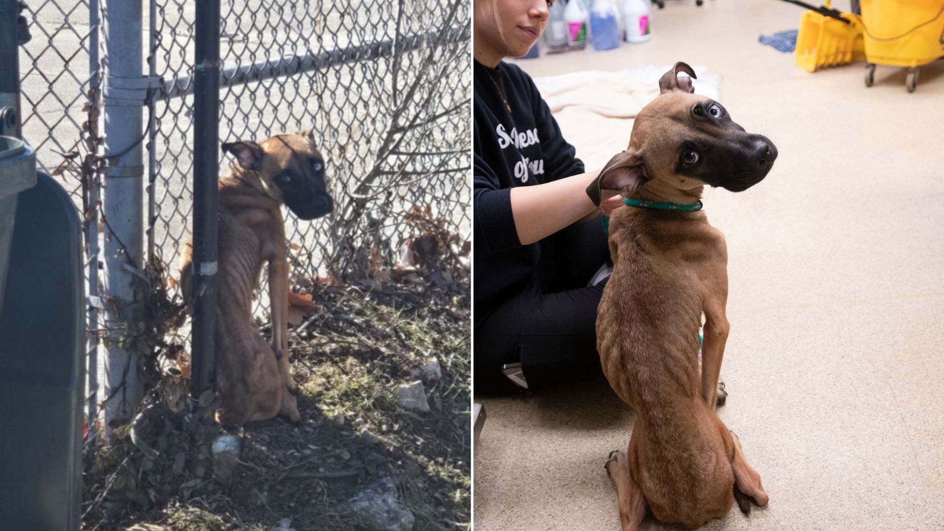 Malnourished Pup Found Tied To Fence At Vacant Missouri School Right Before It Was Too Late