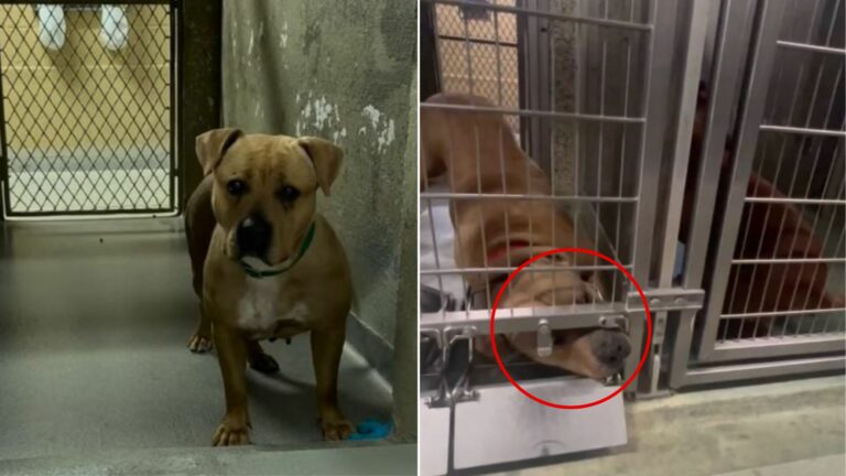 shelter dog