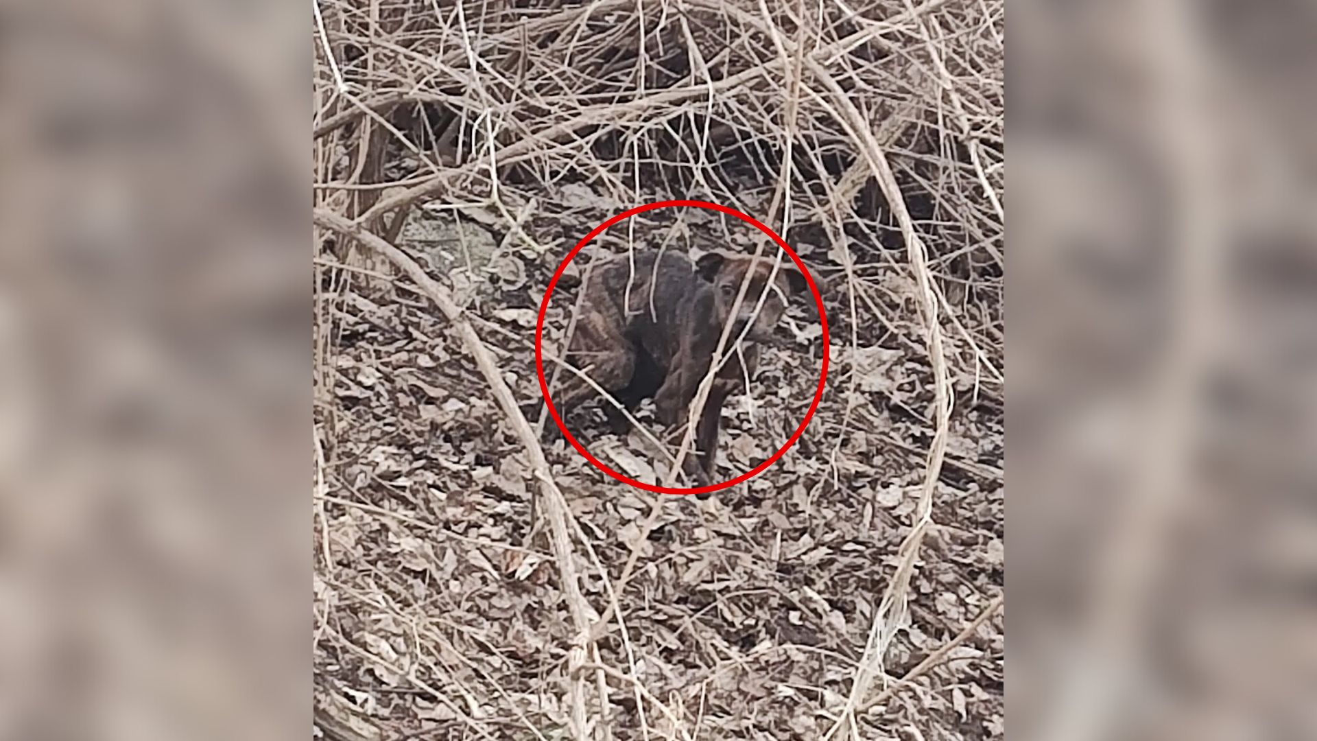 Man Driving Through Indiana Shocked To Realize A Furry Creature Was Hiding In The Woods