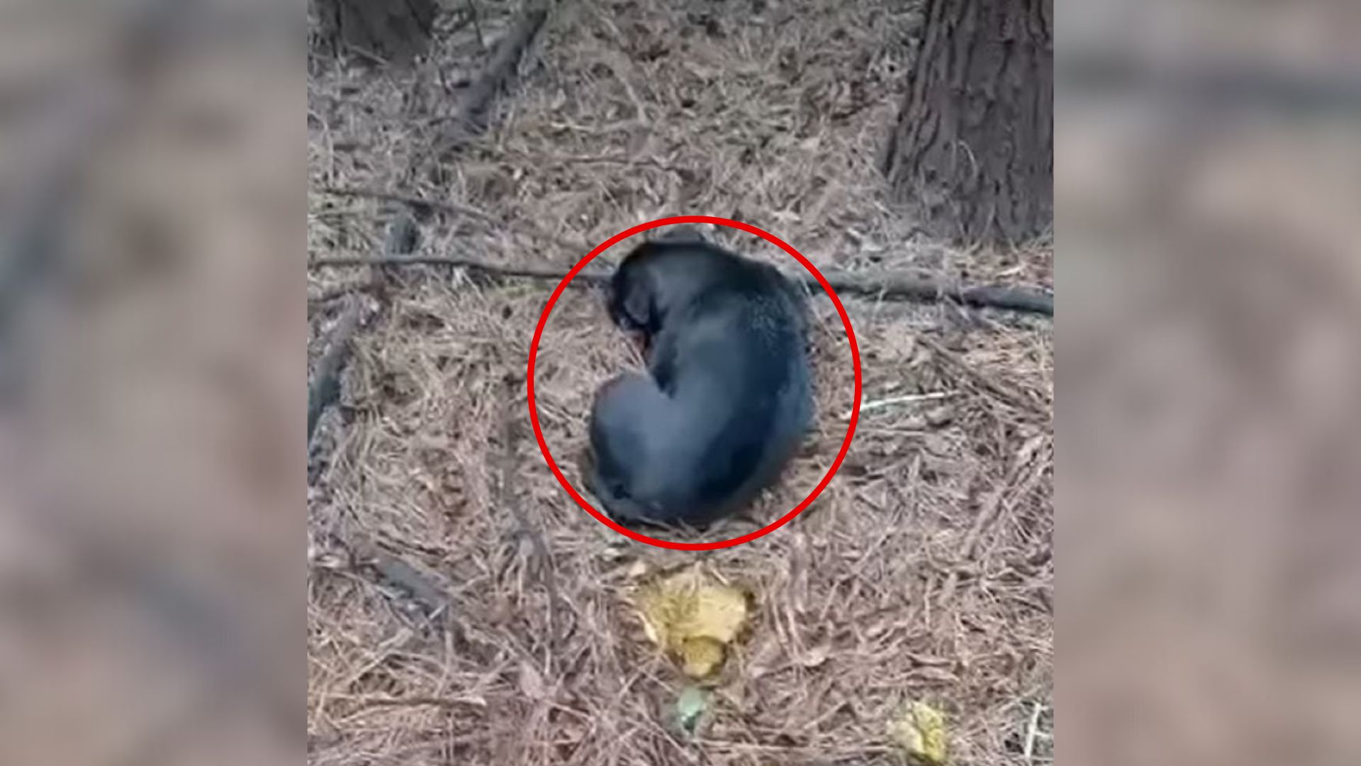 Man Hears Loud Crying In Georgia Woods, Then Realizes Who’s Behind It