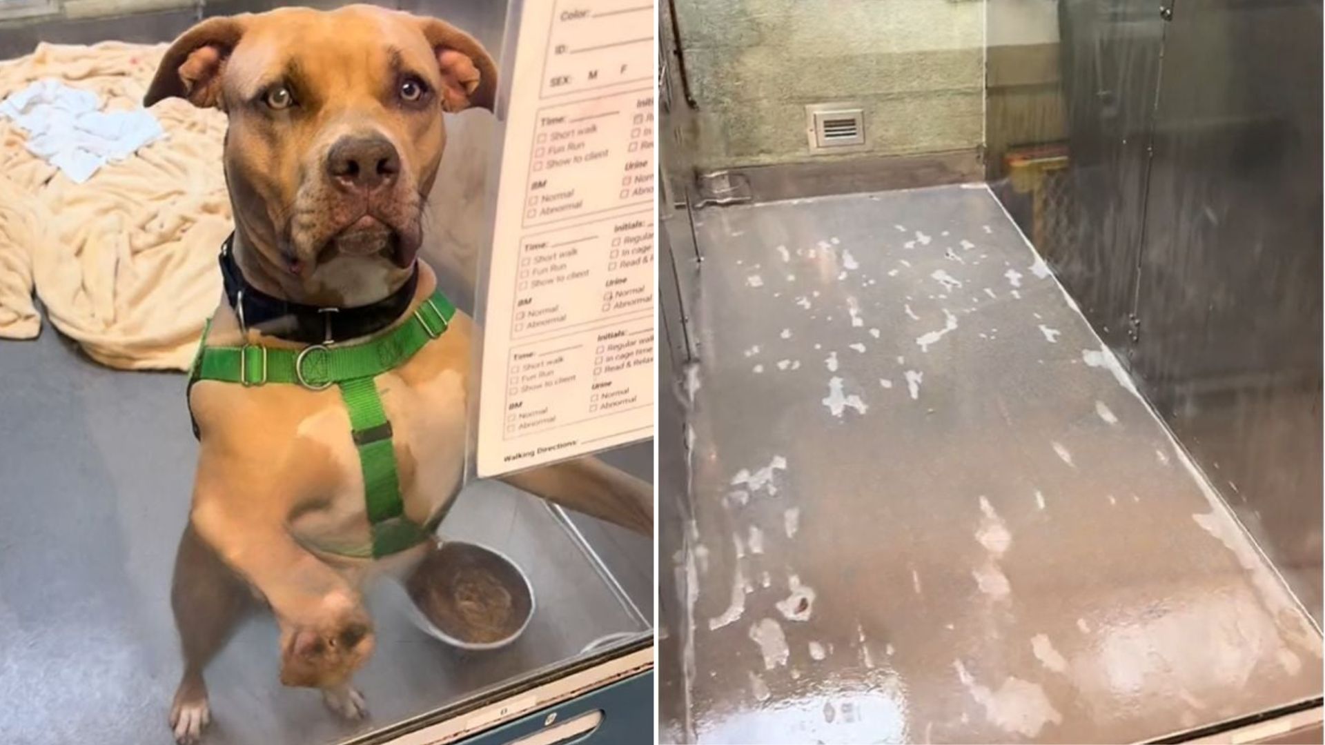 sweet shelter dog