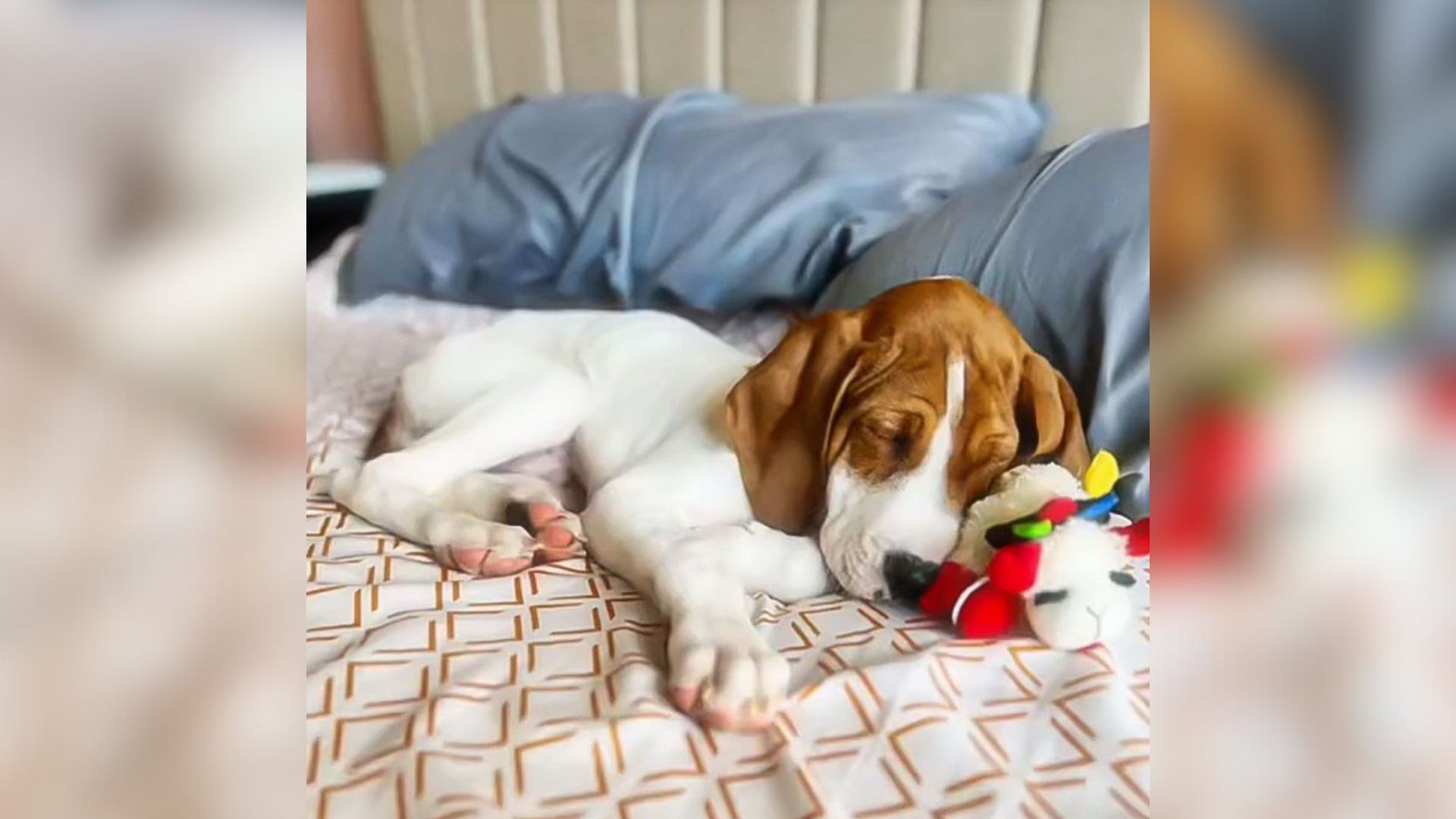 dog sleeping