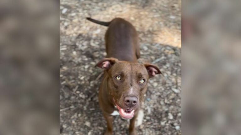 brown mother dog