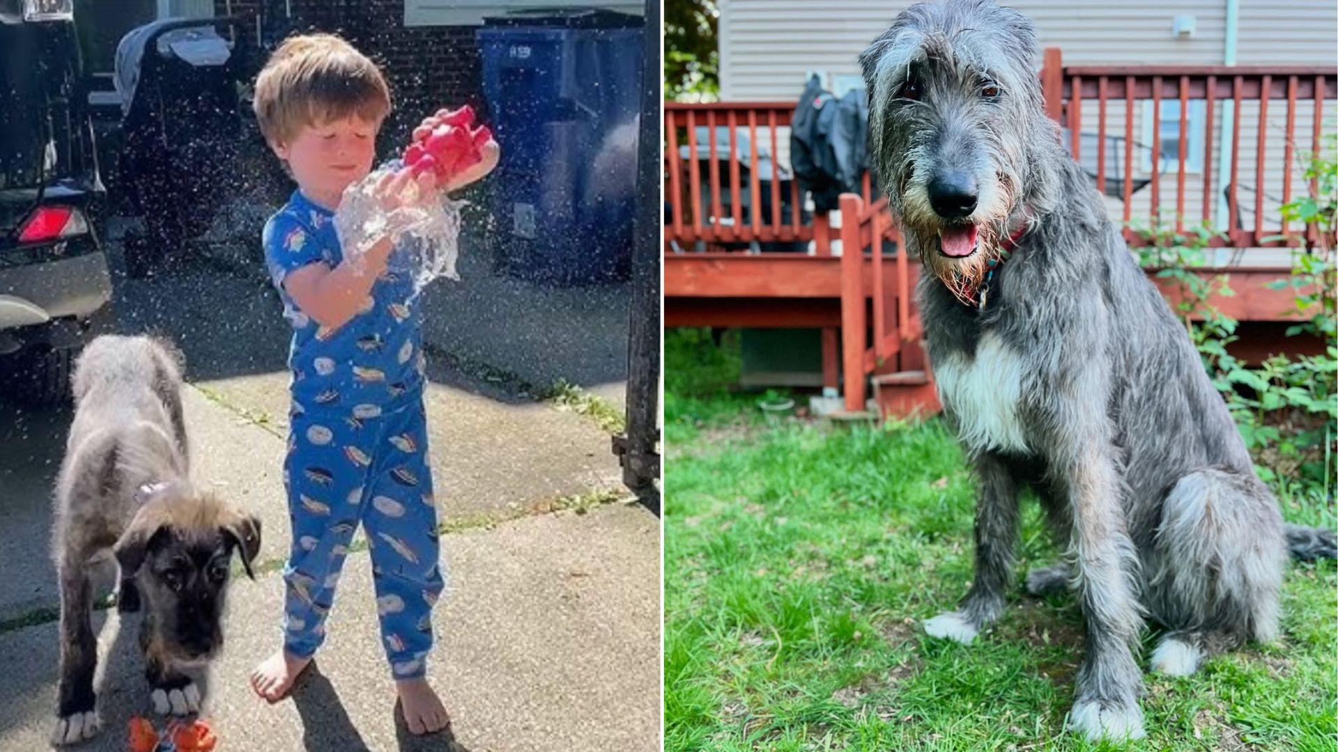 Massachusetts Family Surprises Their Son With A Dog, Witnessing The Pup’s Shocking Growth Over Time
