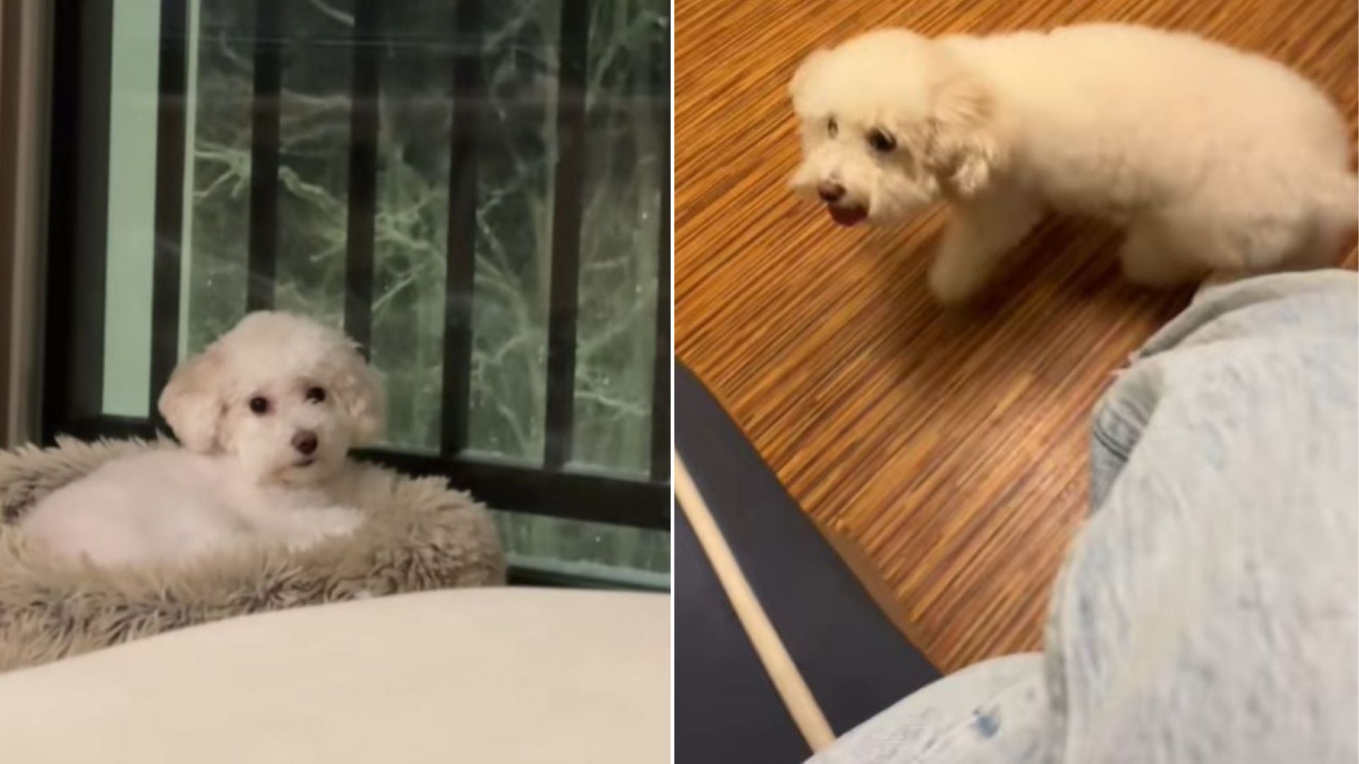cute white dog