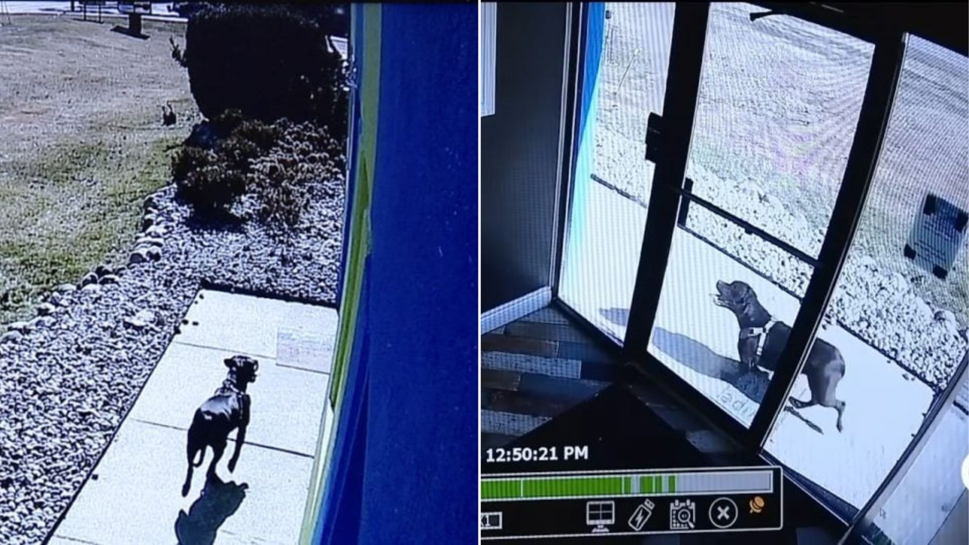 Michigan Dog Runs To Doggy Daycare For Safety After Scary Car Accident