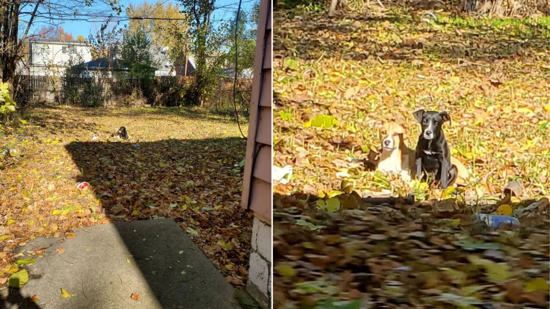Michigan Electrician Shocked To Find Two Furry Creatures Struggling To Survive In Abandoned Yard