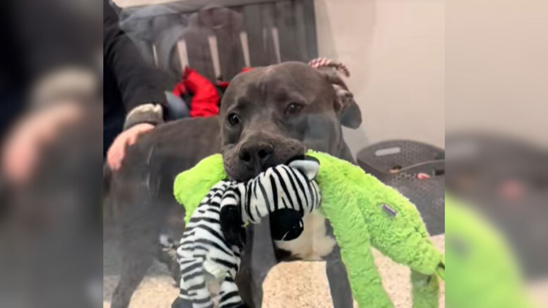 black dog with toy