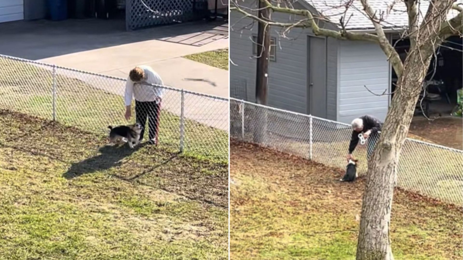 couple and corgi
