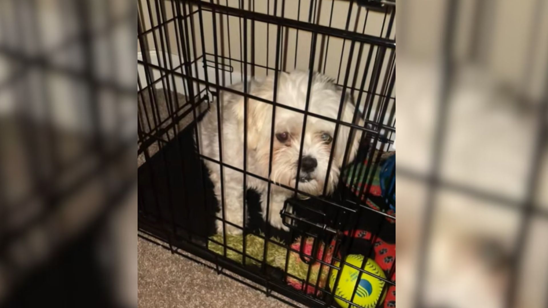 dog in crate