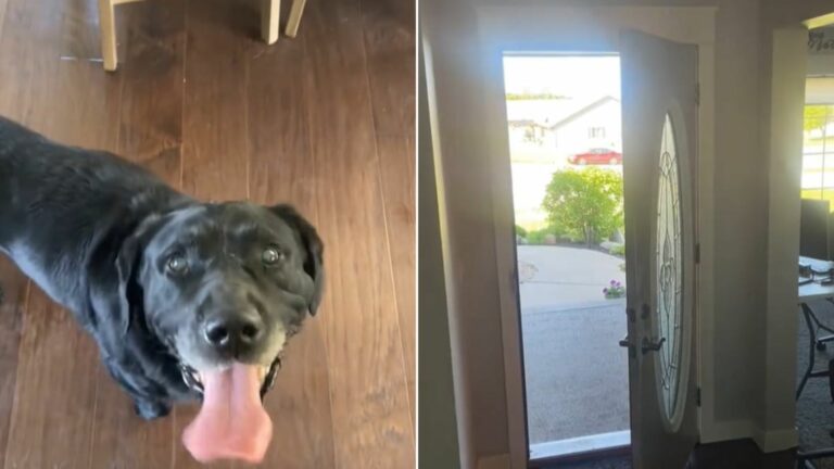 dog in house