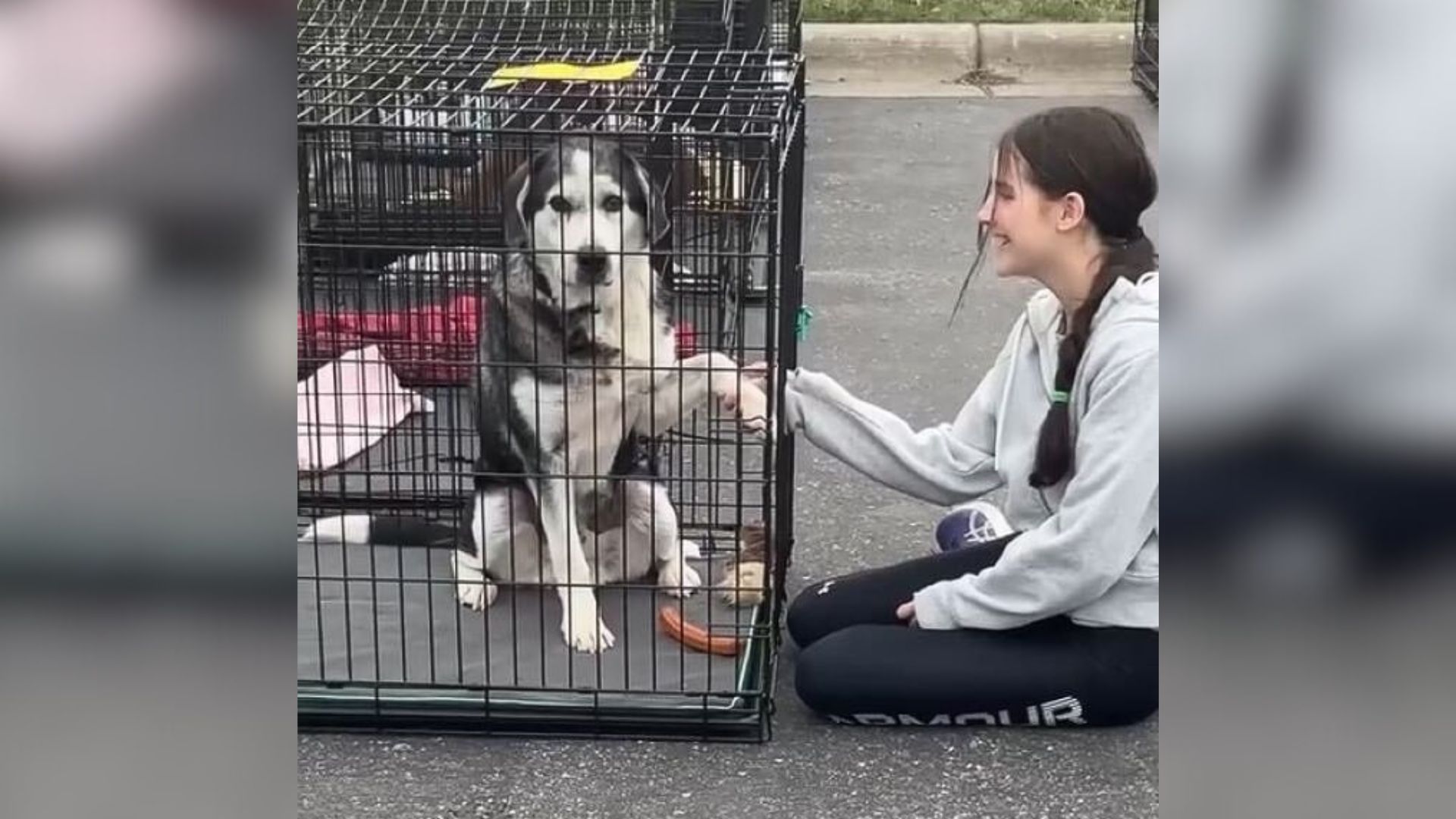 kid and dog