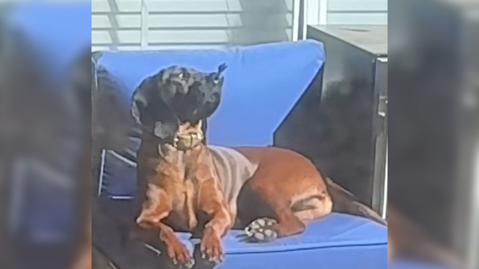 dog and butterfly