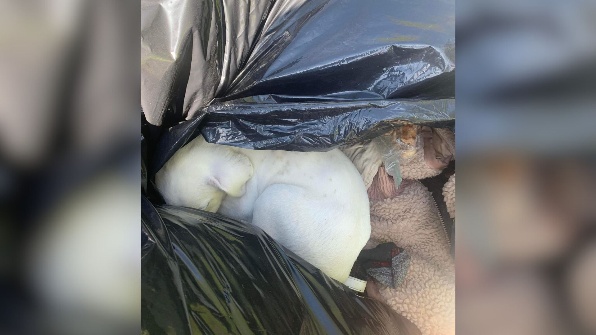 Missouri Clean-Up Worker Makes Unbelievable Discovery Inside Trash Bag